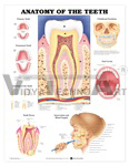 Anatomy of the Teeth Anatomical Chart